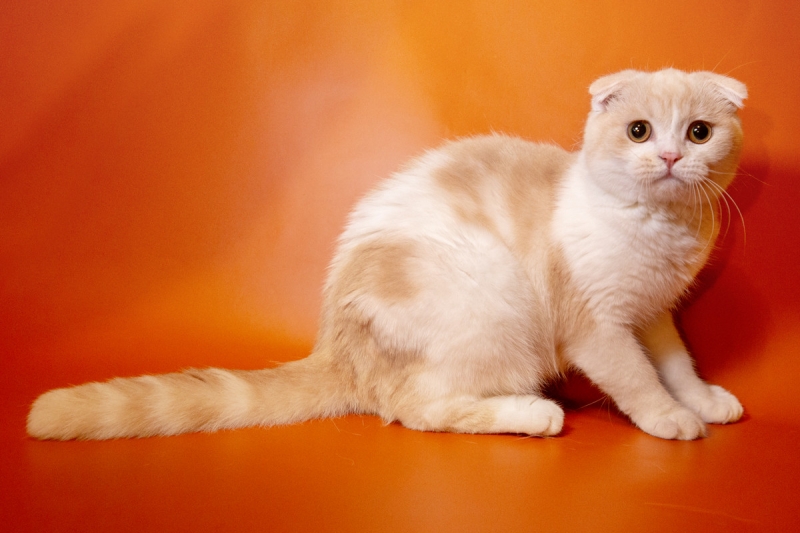 Породистые до мозга костей шотландские котята