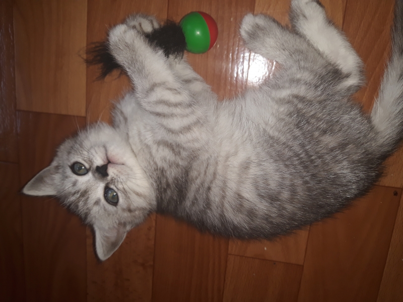 Шотландские котята