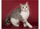 Породистые шотландские котята из питомника
