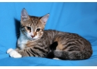 Умный ласковый котнок Оскар в дар