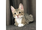 Очаровательный котнок Матильда в дар