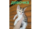 Очень красивые котята в добрые руки