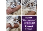 Ласковые котики и кошечки в дар