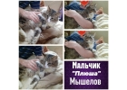 Отменные мышеловки и мышеловы ТУТ