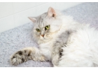 Кошка Лея, около 5-6 лет, в дар